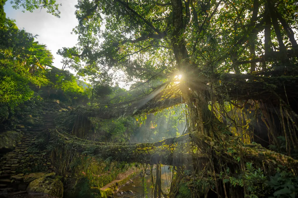 double decker living root bridge