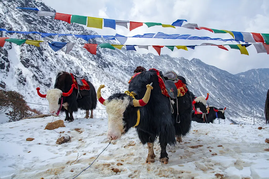 north sikkim tour packages