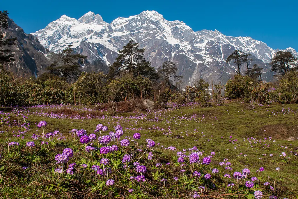 north sikkim tour packages
