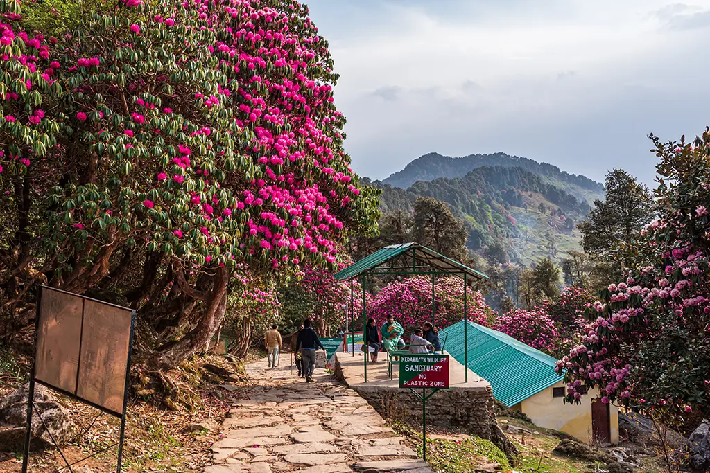 Chopta Chandrashila Trek